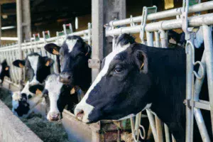 vache-primholstein-lait
