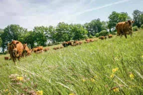 viande-bovine-limousine