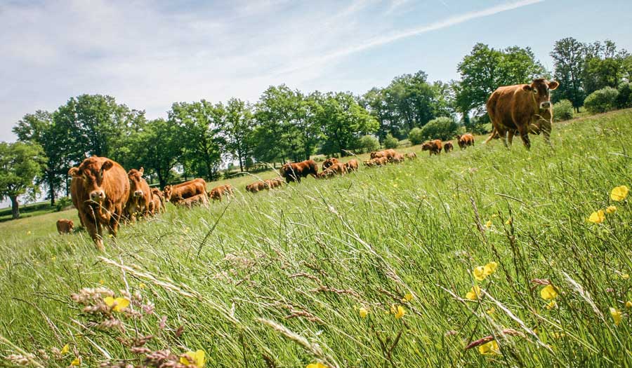 viande-bovine-limousine - Illustration Des exportations de broutards stables en début d’année