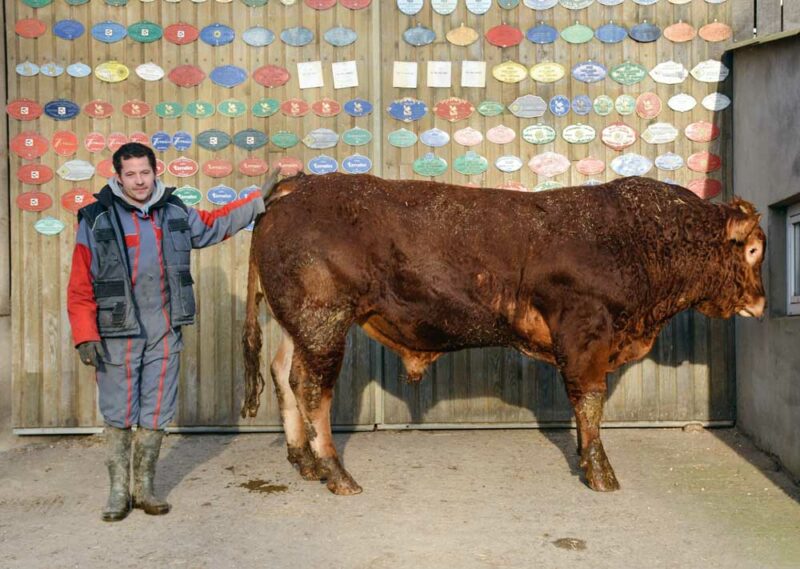 Infini est un taureau que les éleveurs ont acheté à Lanaud, en copropriété avec l’EARL de Lileho.