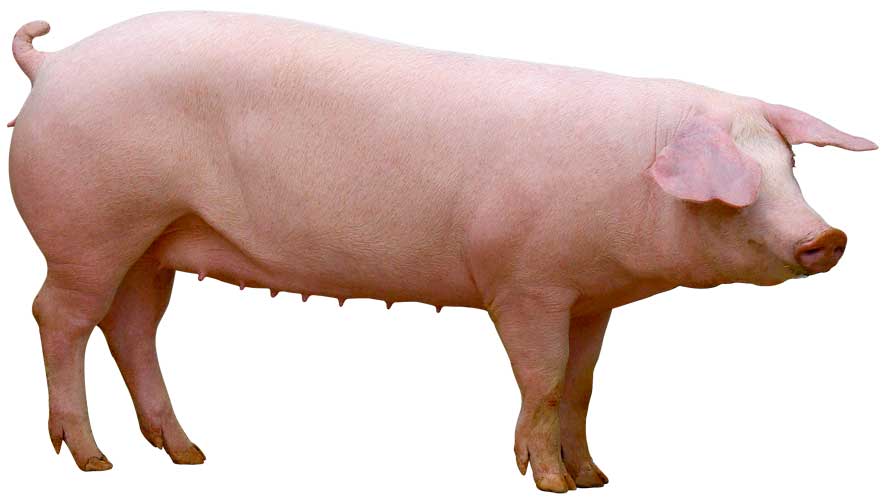 Landrace_cochette - Illustration Porc : Landrace est entré dans l’ère de la sélection génomique