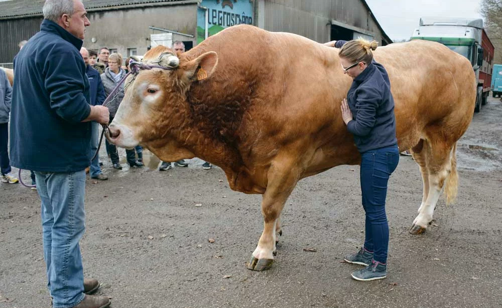 Léa Le Pocréau a réalisé une démonstration sur Hordago, taureau de l’élevage de Dominique Rolland qui fait partie des animaux sélectionnés pour le concours de Paris. - Illustration L’ostéopathie peut aussi soigner les bovins