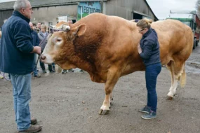 Léa Le Pocréau a réalisé une démonstration sur Hordago, taureau de l’élevage de Dominique Rolland qui fait partie des animaux sélectionnés pour le concours de Paris.