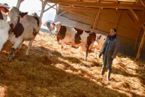 Deux fois par semaine, Alain Bellier épand sur la litière un produit régulateur de matière organique à pouvoir asséchant.