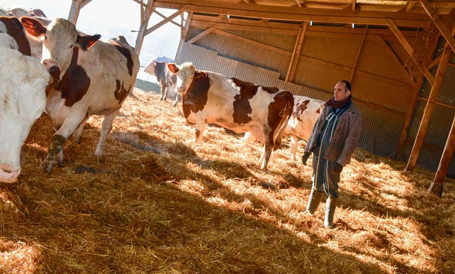 Deux fois par semaine, Alain Bellier épand sur la litière un produit régulateur de matière organique à pouvoir asséchant. - Illustration De bonnes pratiques pour peu de mammites