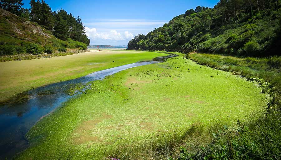 Photo of Le plan algues vertes 2017-2021 finalisé au premier semestre
