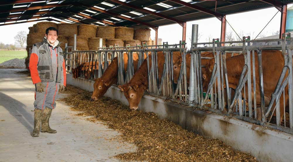 batiment-limousine - Illustration Taureaux Limousins : un vivier génétique sans cesse renouvelé