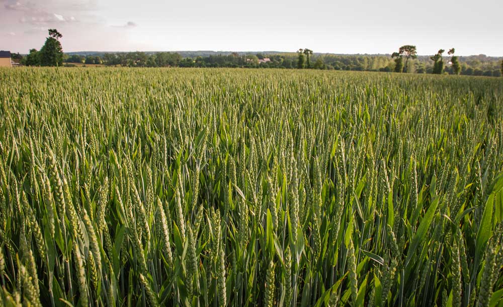 ble-cereale - Illustration Qualité du blé : la récolte 2018 encore mieux classée que l’an dernier