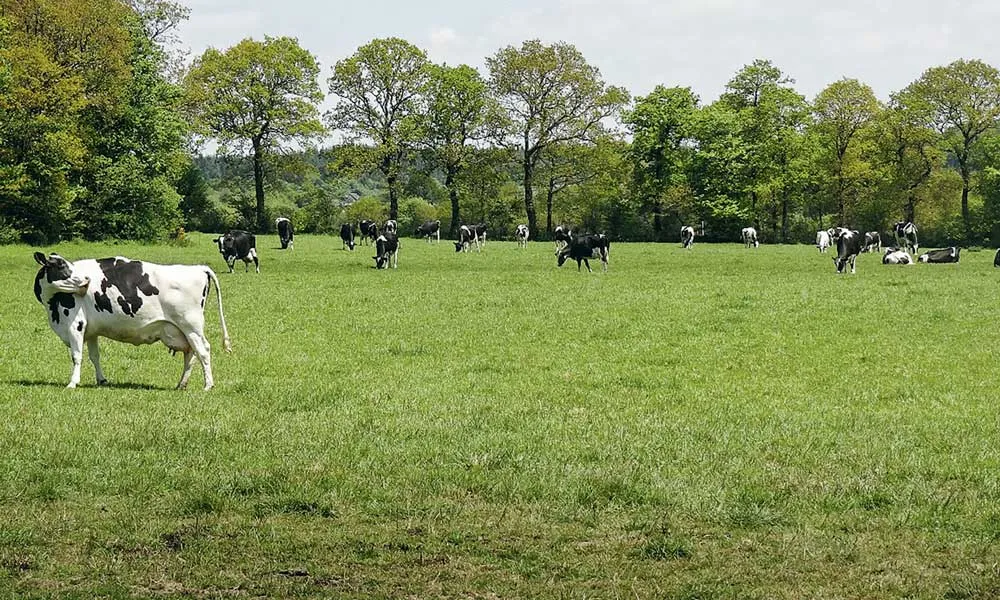 diversites-arbres-de-hj - Illustration Aménagements bocagers sur le bassin-versant de l&rsquo;Élorn