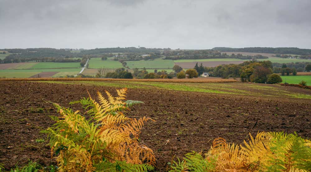 foncier-terre-champ - Illustration Évaluer la structure du sol pour implanter le colza