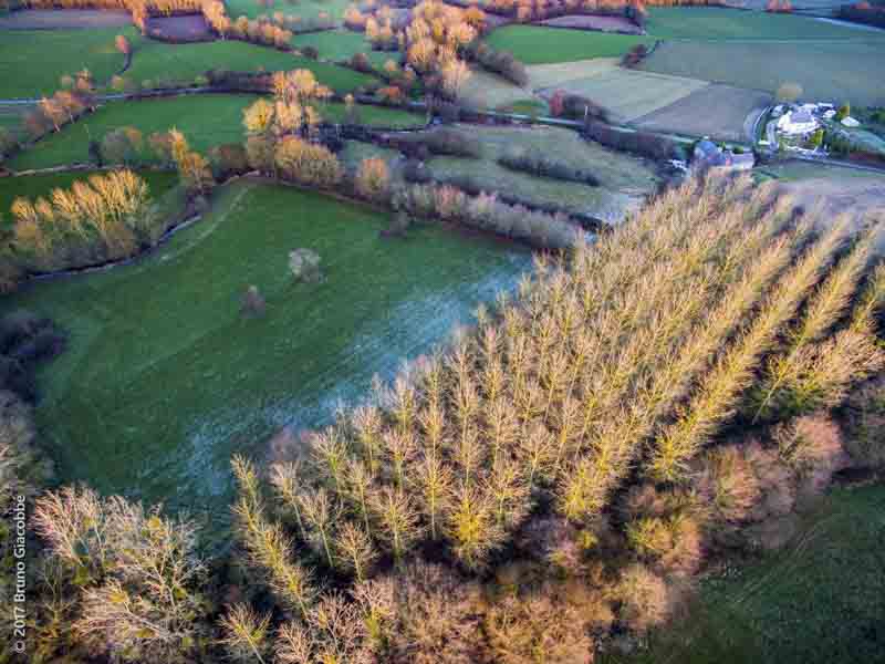 gel-champs-130117-drone-tregenestre-DJI_0056 - Illustration Céréales : peu de dégâts du gel en Europe selon Bruxelles