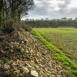 Dans des parcelles très chargées, l'engin peut "avaler" 1 tonne de cailloux au mètre !