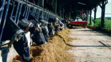 mais-ensilage-alimentation-vaches