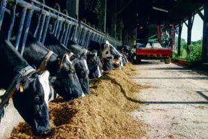 mais-ensilage-alimentation-vaches