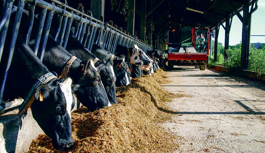 mais-ensilage-alimentation-vaches - Illustration Le maïs 2016 se distingue par l’origine de son énergie