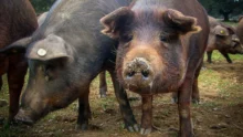 porc iberique