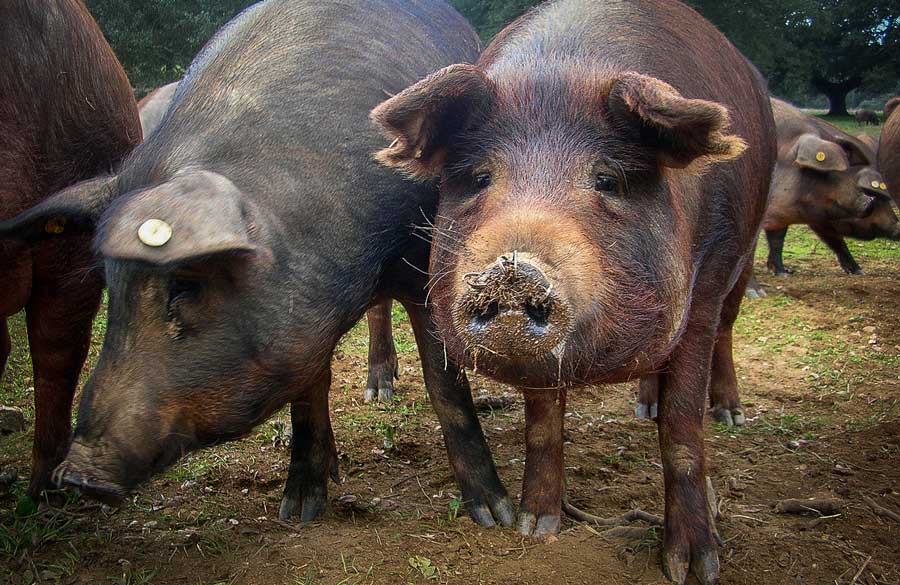 porc iberique - Illustration Espagne : Le cheptel de porc ibérique a augmenté de 70% en 5 ans