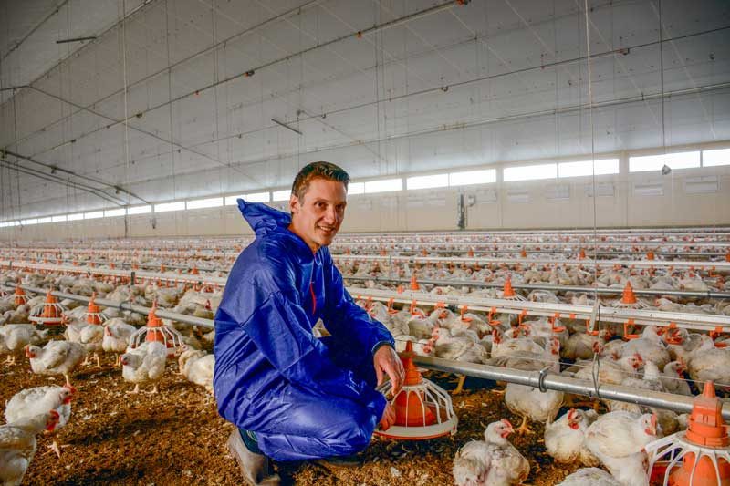 Nicolas Quéro, au milieu des poulets mâles Princior.