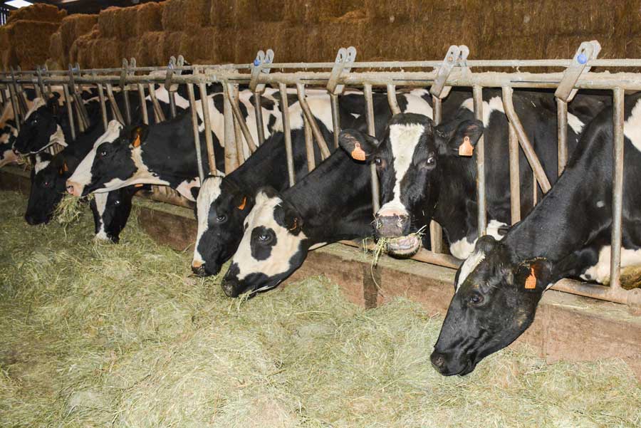 Photo of De l’herbe toute l’année pour les vaches laitières