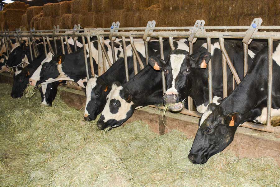 segrafo-foin-2 - Illustration De l’herbe toute l’année pour les vaches laitières