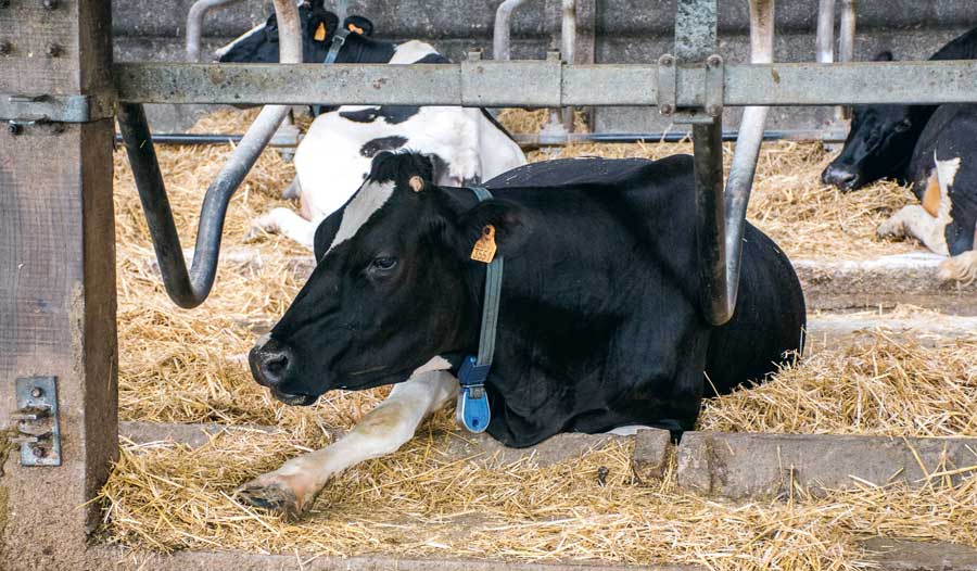 td_vache_logette - Illustration Lire les signes que les vaches nous envoient