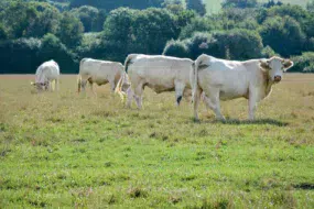 vaches-herbe-viande