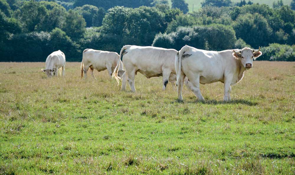 vaches-herbe-viande - Illustration L’aide allaitante à positionner jusqu’au 15 mai