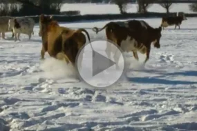 vaches-neige
