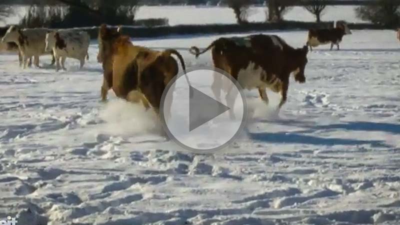 vaches-neige - Illustration La neige se fait attendre !