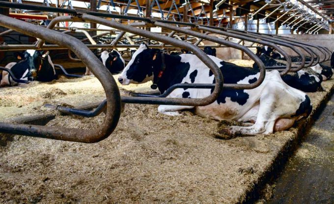 À 14 heures, 75 % des vaches doivent être couchées, dont 75 % ruminent.