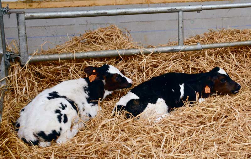 veaux-paille-holstein - Illustration Veaux : deux nouveaux marchés au cadran