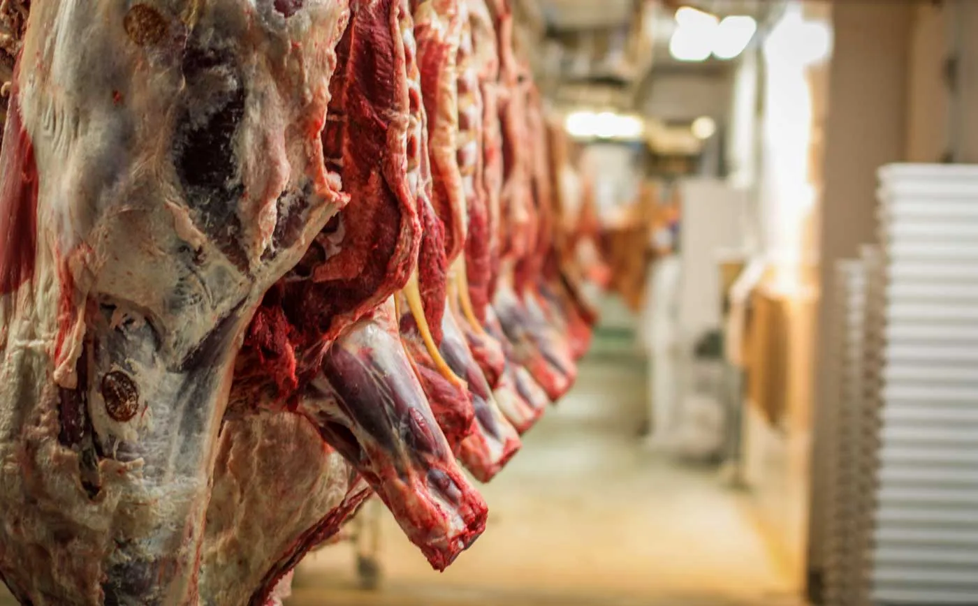 viande-abattoir-carcasse - Illustration Robots et numérique dans les abattoirs