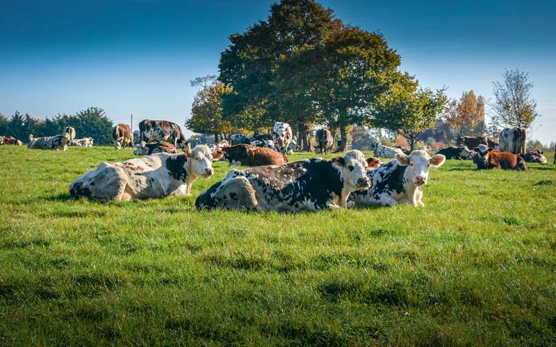 Normande-VL-arbre-bocage - Illustration Lait : l’Ouest plus autonome qu’ailleurs en Europe