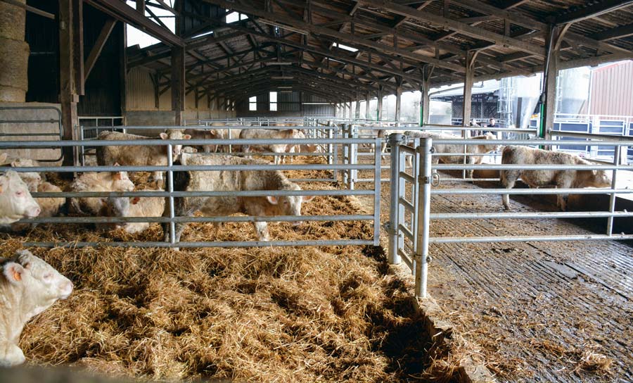 aire-paillee-bovin-viande - Illustration L’aire raclée conservée pour les taurillons