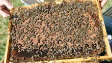 apiculture-abeilles