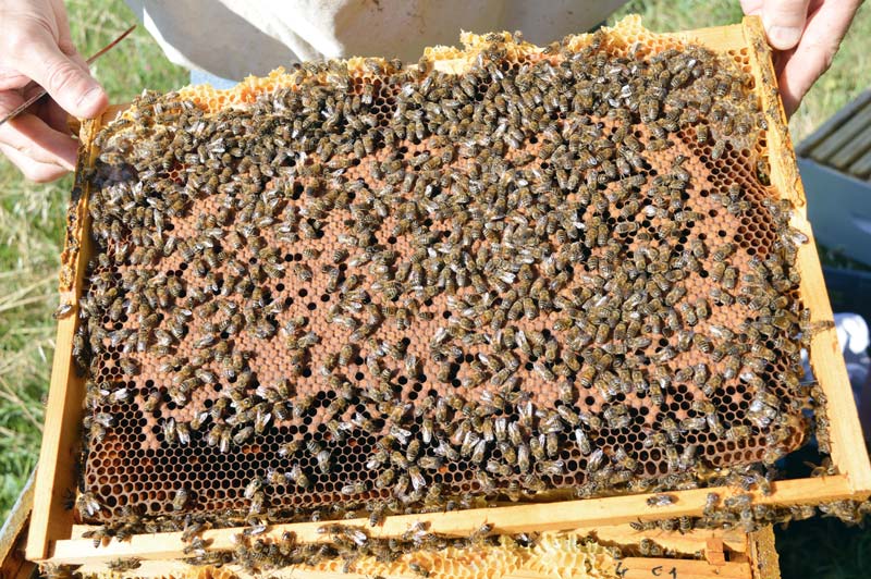 Photo of La création d’une interprofession apicole attendue pour le 31 janvier