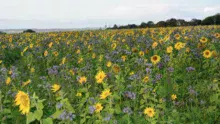 cive-tournesol-phacelie-avoine