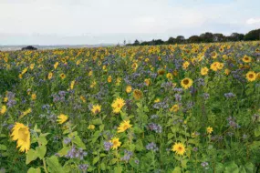 cive-tournesol-phacelie-avoine