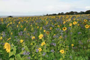 cive-tournesol-phacelie-avoine