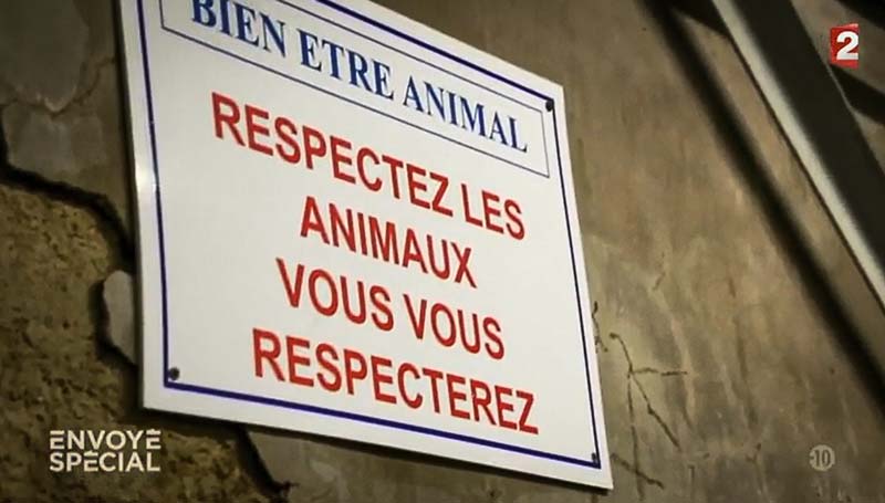 envoye-special-l214-abattoir - Illustration Abattoirs : Envoyé Spécial se penche sur les employés du secteur