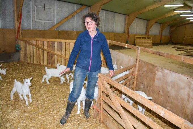 Les 4 premiers jours de vie des chevreaux, Fernande Guillomon bloque les animaux deux fois par jour, pour s'assurer d'une prise quotidienne de lait suffisante à la louve.  