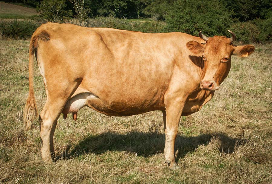 Photo of SIA : Les races bovines bretonnes à petits effectifs à l’honneur