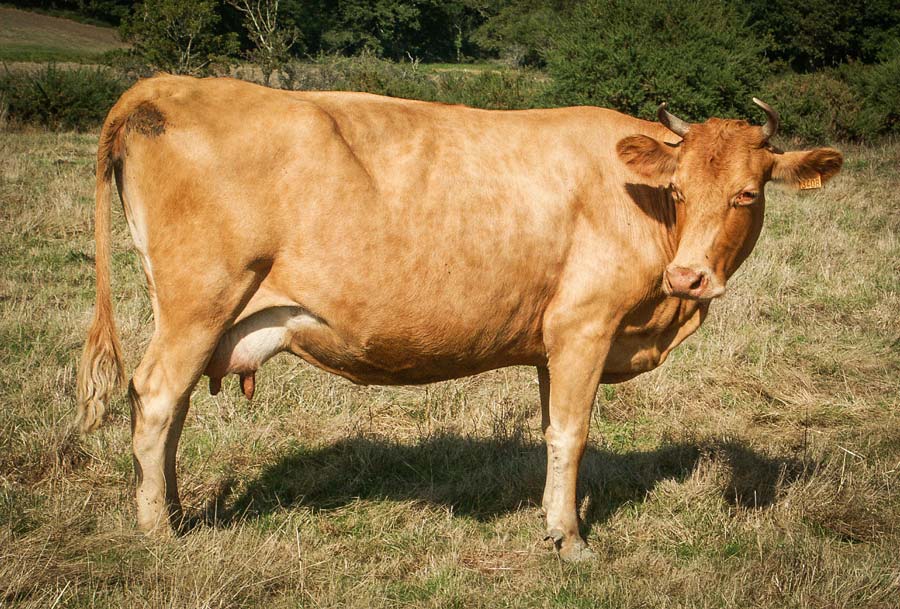 froment-du-leon - Illustration SIA : Les races bovines bretonnes à petits effectifs à l’honneur