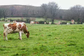 laitiere-pature-herbe