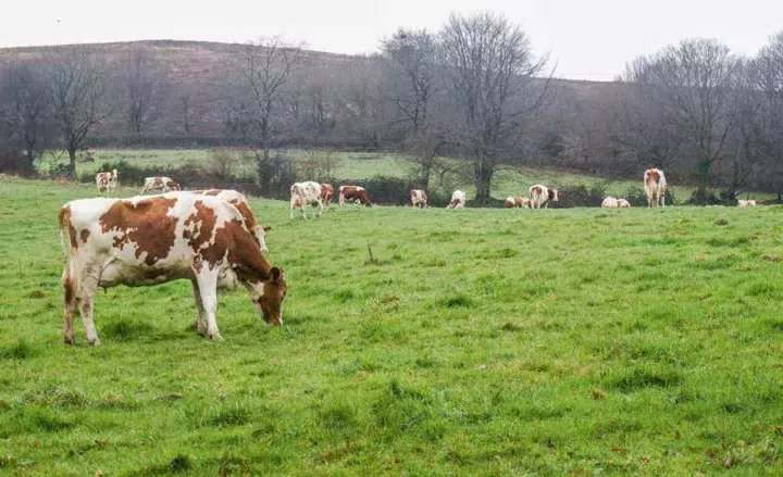 laitiere-pature-herbe