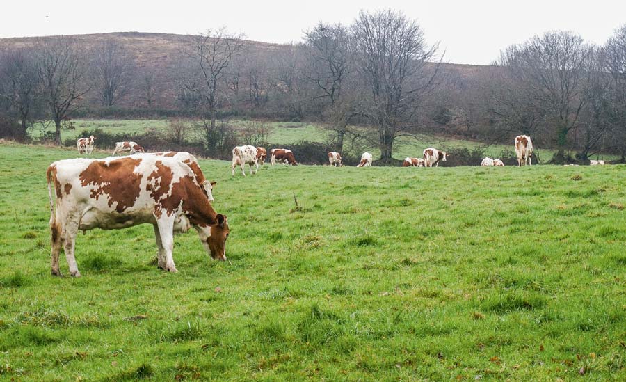 laitiere-pature-herbe - Illustration Lait : des minéraux dans l’aliment des fortes productrices