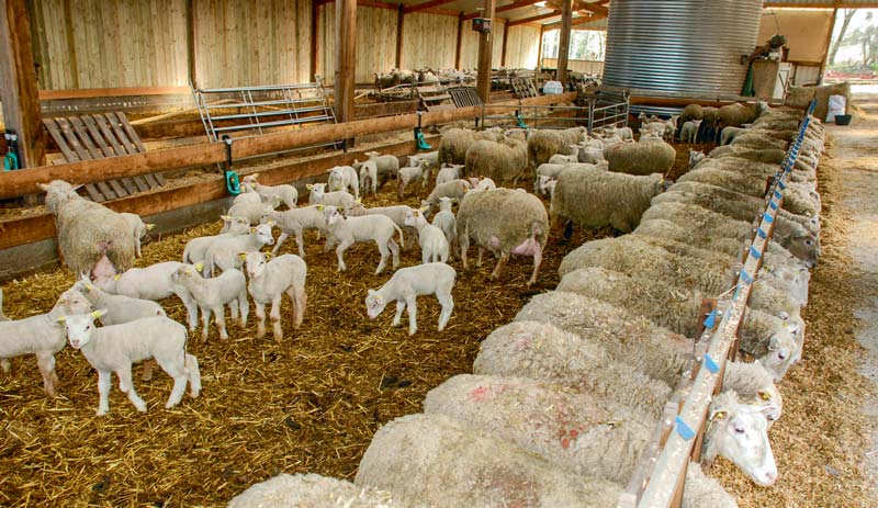 mouton-agneau-ovin - Illustration Un tarissement efficace au sevrage des agneaux