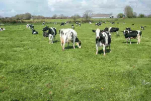 prairie-herbe-vache