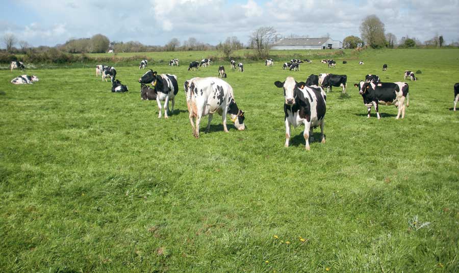 prairie-herbe-vache - Illustration Prairie : Semer l’implantation pour une installation rapide