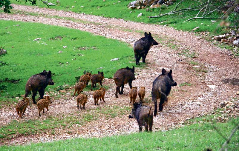Photo of Peste porcine : biosécurité renforcée en France, après deux cas en dehors de la zone tampon